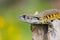 Image of Butterfly Agama Lizard Leiolepis Cuvier on nature bac