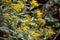 Image of a butterfly Erebia, Nymphalidae, on yellow flowers Senecio ovatus. The focus is on the flowers and butterfly. The