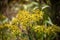 Image of a butterfly Erebia, Nymphalidae, on yellow flowers Senecio ovatus. The focus is on the flowers and butterfly. The