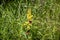 Image of a butterfly Erebia, Nymphalidae, on yellow flowers Senecio ovatus. The focus is on the flowers and butterfly. The