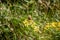 Image of a butterfly Erebia, Nymphalidae, on yellow flowers Senecio ovatus. The focus is on the flowers and butterfly. The