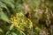 Image of a butterfly Erebia, Nymphalidae, on yellow flowers Senecio ovatus. The focus is on the flowers and butterfly. The