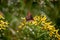 Image of a butterfly Erebia, Nymphalidae, on yellow flowers Senecio ovatus. The focus is on the flowers and butterfly. The