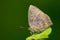 Image of butterfly Lycaenidae on the leaf on nature background