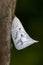 Image of Butterfly Moth Lasiocampidae on nature background.