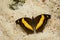 Image of a butterfly on nature background. Insect Animal