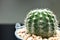 Image Cactus in metal butket and gray background blur. Concept for co
