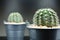 Image Cactus in metal butket and gray background blur. Concept for co