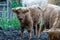 Image of Calf Scottish Highland cattle at the farmer`s Pasture