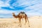 Image of camel in desert Wadi Rum, Jordan