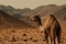 Image of a camel standing in the middle of the arid desert. Wildlife Animals. Illustration. Generative AI