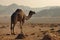 Image of a camel standing in the middle of the arid desert. Wildlife Animals. Illustration. Generative AI