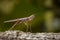 Image of Camouflaged bark mantis Liturgusa sp. on tree.