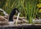 Image of a Canada Goose feeding on a piece of reed.