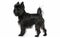 This image captures a playful Affenpinscher standing, its coat flowing and tail whimsically curled. The dog's lively