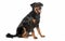 This image captures a seated Beauceron dog in a serene pose, highlighting the breed's calm strength and beautiful