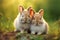 This image captures two adorable bunnies enjoying the warmth of the sun in a lush green meadow