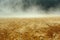 The image captures the unique sight of steam rising from a wheat field, creating a captivating scene, A gush of wind blowing