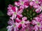 The image captures the vivid red petals and white cores of blooming flowers, surrounded by dark green foliage