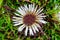 Image of Carline thistle - Carlina acaulis