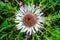 Image of Carline thistle - Carlina acaulis