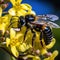 Image of carpenter bee on flowers on natural background. Insect