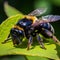 Image of carpenter bee on green leaves on natural background. Insect