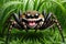 image of cartoon Jumping spider smiling like human mouth feature.