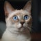 Image of a cat with a startled expression. Pet, Animals., Illustration, Generative AI