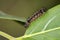 Image of a caterpillar bug on green leaves. Insect