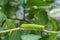 Image of Caterpillar of common nawab butterfly or Manduca rustica Caterpillar on nature background. Insect. Animal. Caterpillar