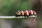 Image of a Caterpillar leopard lacewingCethosis cyane euanthes