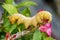 Image of Caterpillar Oleander Hawk-moth Daphnis nerii