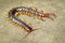 Image of centipedes or chilopoda on the ground. Animal. poisonous animals