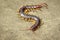 Image of centipedes or chilopoda on the ground. Animal. poisonous animals