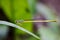 Image of Ceriagrion coromandelianum dragonfly.