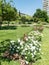 Image of the Cervantes Park, a large garden in which there are thousands of species of roses, Barcelona. Catalonia,