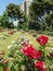 Image of the Cervantes Park, a large garden in which there are thousands of species of roses, Barcelona. Catalonia,