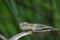 Image of chameleon on a brown branch . Reptile