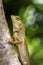 Image of chameleon or lizard on nature background.