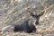 Image of chamois on the rocks.