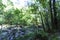 Image of chaotic mix of very green vegetation and rocks covering