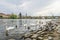 Image of Charles Bridge in Prague with swans