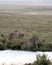 Image of cheetah lounging in a sunlit meadow near a tranquil body of water