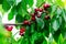 Image of a cherry cluster on a branch