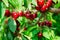 Image of a cherry cluster on a branch