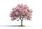 Image of cherry tree with beautiful pink blossoms on white background. Flower, Illustration, Generative AI