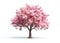 Image of cherry tree with beautiful pink blossoms on white background. Flower, Illustration, Generative AI