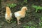 The image of a chick looking for food