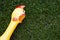 Image of chicken grass background